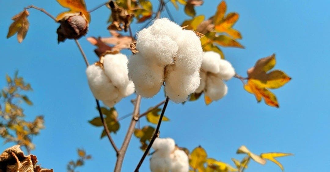 Cotton bolls on the plant