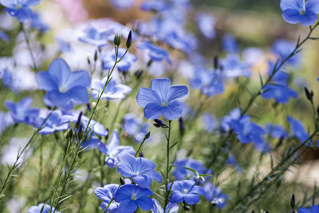 Blue flax flowers in a field